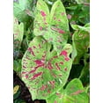 thumbnail image 2 of 2 Caladium ‘Florida Beauty’ Bulbs for Planting, Variegated Green Pink Caladium Tubers for Indoor or Outdoor Garden, 2 of 4