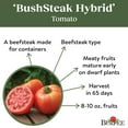 thumbnail image 5 of Burpee BushSteak Hybrid Tomato Vegetable Seed, 1-Pack, 5 of 6