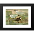 thumbnail image 2 of Johann Friedrich Naumann 24x18 Black Modern Framed Museum Art Print Titled - Sterna Nilotica Hasselqu, Sternless Cantiaca, Sternsidae Sooty Gm, 2 of 5