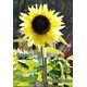 thumbnail image 3 of Clips de agarre para palanca de flores y plantas de jardinería, herramienta para sostener o enderezar tallos, tallos y enredaderas de plantas (20/40/80 piezas), 3 of 8
