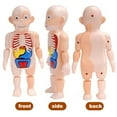 thumbnail image 4 of IROINID Children's Toy Human Body Model 3D Human Organ Anatomical Assembly Model, 4 of 9