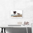 thumbnail image 2 of ARTCANVAS Schins Sandpiper Canvas Art Print by John James Audubon - Size: 18" x 12" (1.50" Deep), 2 of 9