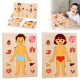 thumbnail image 4 of Casse-tête de Structure Humaine Jouet d'Apprentissage pour Enfants Modèle d'Organe d'Anatomie Jouet d'Anatomie pour Enfants Jouets d'Éducation d'Organe Humain Enseignement d'Organe Humain-a, 4 of 4