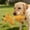F, variant on Giraffe Squeaky Dog Chew Toy, Durable Corduroy Stuffed Animal Toy for Small & Medium Dogs, Interactive Plush Toy for Teething & Boredom Relief