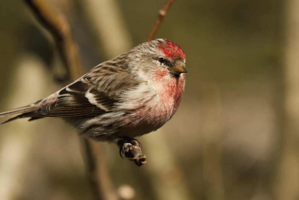 Close Up Of Redpoll