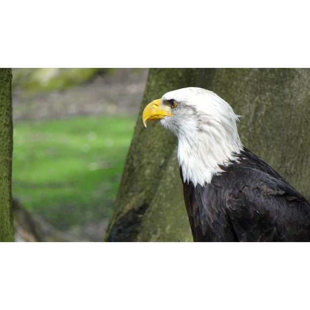 Bald Eagles Animal Coat Of Arms Adler Bird20 Inch By 30 Inch Laminated