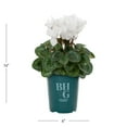thumbnail image 4 of Better Homes & Gardens 1QT White Cyclamen Live Annual Plant Sun 5-Pack, 4 of 6