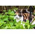 thumbnail image 4 of Catnip Seeds to Grow | 150+ Seeds | Cats go Wild for This Easy to Grow Herb | Grow Indoor or Outdoor Cat Nip, 4 of 4