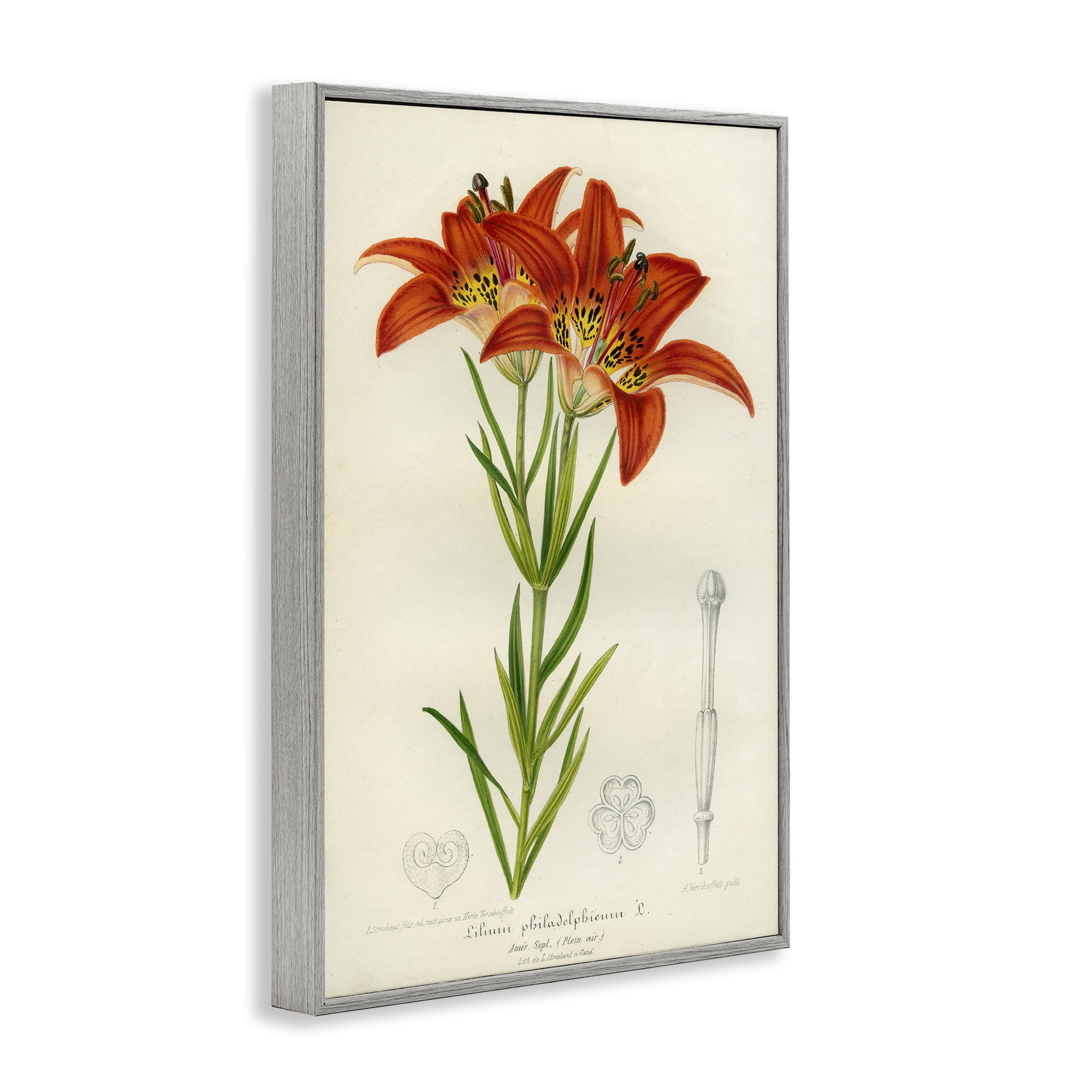 Stupell Industries Western Red Lily Gray Framed Giclee Art, design by Print Collection