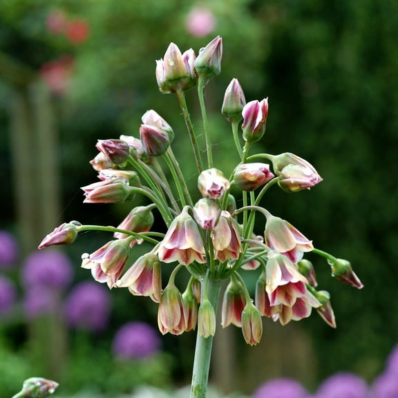 Easy to Grow Allium Bulgaricum 20 Plant Bulbs, Unusual Flowers Spring to Summer Outdoor Full Sun