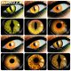 thumbnail image 2 of D'ORELLA-lentes de contacto multicolores para Cosplay, lentillas de Anime, maquillaje de Halloween, lentes amarillas, lentes de Color, 1 par, 2 of 4