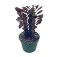 thumbnail image 3 of BubbleBlooms Euphorbia Trigona, Red Original Color African Cathedral Cactus Milk Tree- 4 Inch Pot, 3 of 9