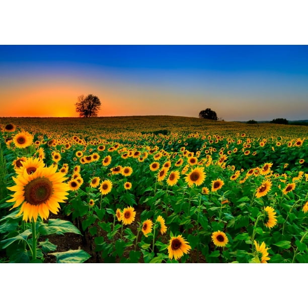 Mammoth Sunflower Seeds for Planting To Plant About 500 Giant