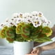 thumbnail image 4 of Simulated Flowers Crabapple Flowers Home Decor Hotel Decorations Flower Arrangements Wedding Decorations Green Plants Fake Flowers, 4 of 6