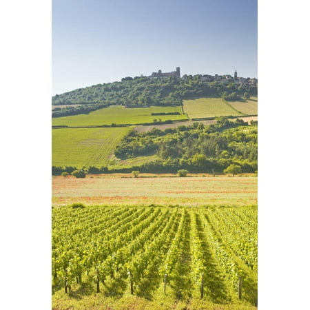 Vineyards Near to the Hilltop Village of Vezelay in the Yonne Area of Burgundy, France, Europe Print Wall Art By Julian (Best Vineyards In France)