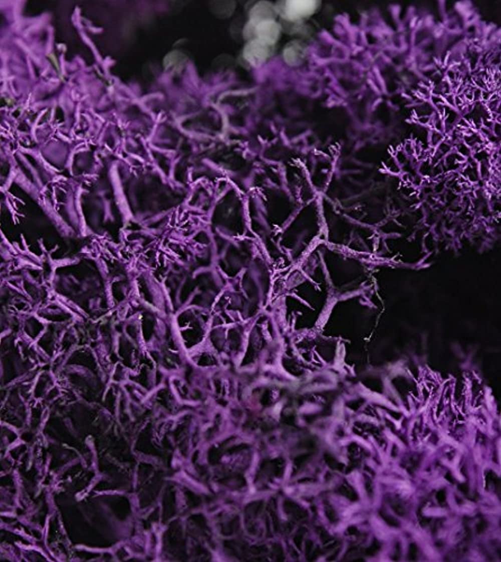 SuperMoss (25124) Reindeer Moss Preserved, Purple, 2oz