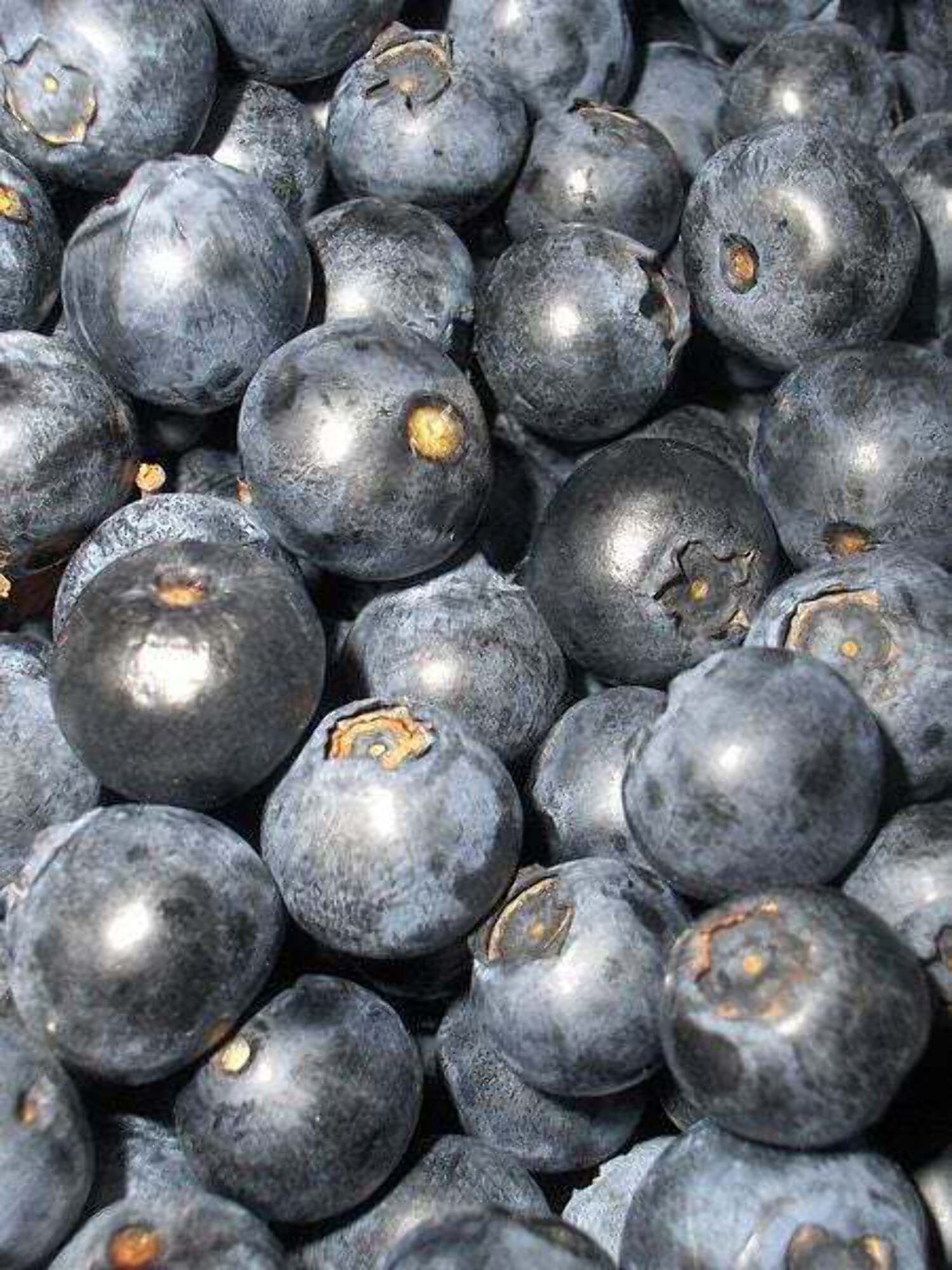 20 Common BILBERRY Fruit Shrub European Blueberry Vaccinium Myrtillus Seeds - image 2 of 5