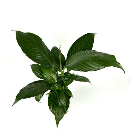 Peace Lily Spathiphyllum Air Purifying Houseplant
