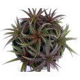 thumbnail image 2 of Red Devil Dyckia Plant - 4" Pot - House Plant -Succulent Bromeliad, 2 of 2