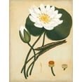 thumbnail image 2 of Andrews, Henry 26x32 White Modern Wood Framed Museum Art Print Titled - White Water Lily, 2 of 4