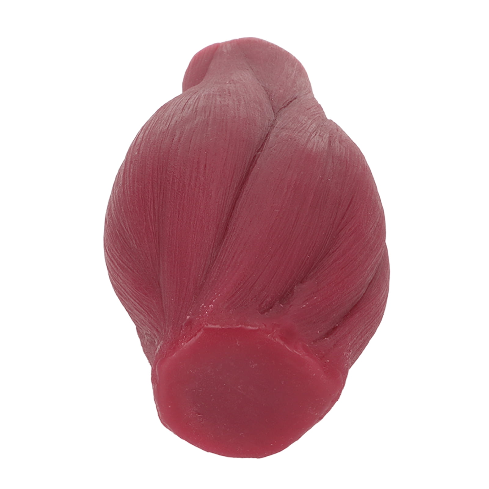 Modèle 1 Lb Muscle Vs Graisse - Outil Pédagogique Fitness Et Nutrition