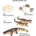 thumbnail image 2 of Animal Growth Cycle Biological Model Toy Growth Stage Lifelike Crocodile Life Cycle Model Set for Kids Education Insect Themed Party Favors, 2 of 5
