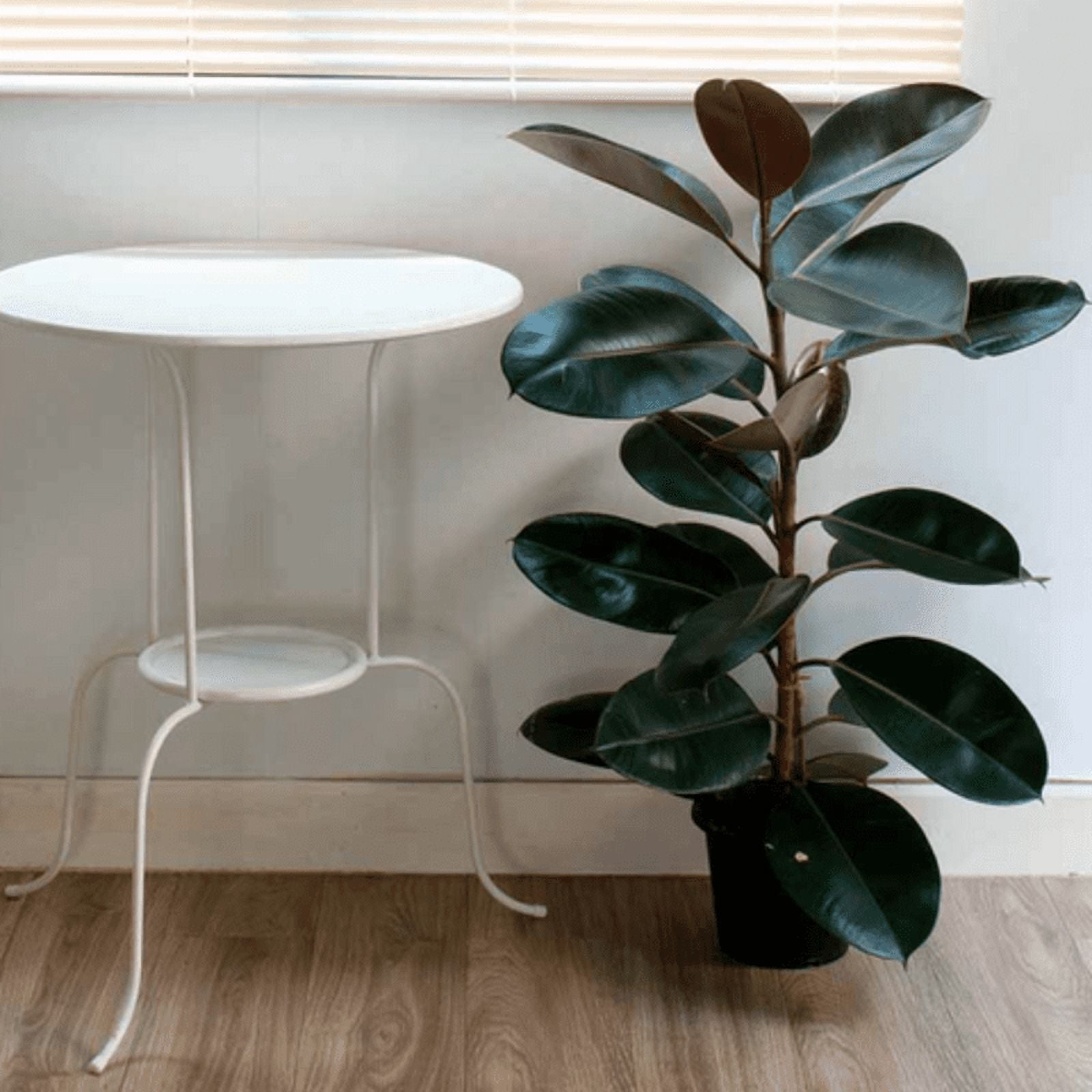 Rubber Plant Live Indoor Plant (Ficus Elastica) in 4 Inch Plastic Pot – Easy Care Air Purifying Houseplant
