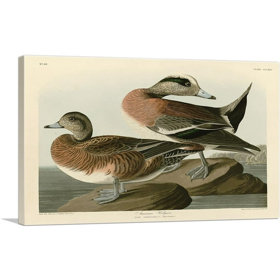 ARTCANVAS American Widgeon Canvas Art Print by John James Audubon - Size: 26" x 18" (0.75" Deep)