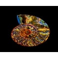 thumbnail image 2 of LightBoxJournal 18x15 White Modern Wood Framed Museum Art Print Titled - Nautilus III, 2 of 4