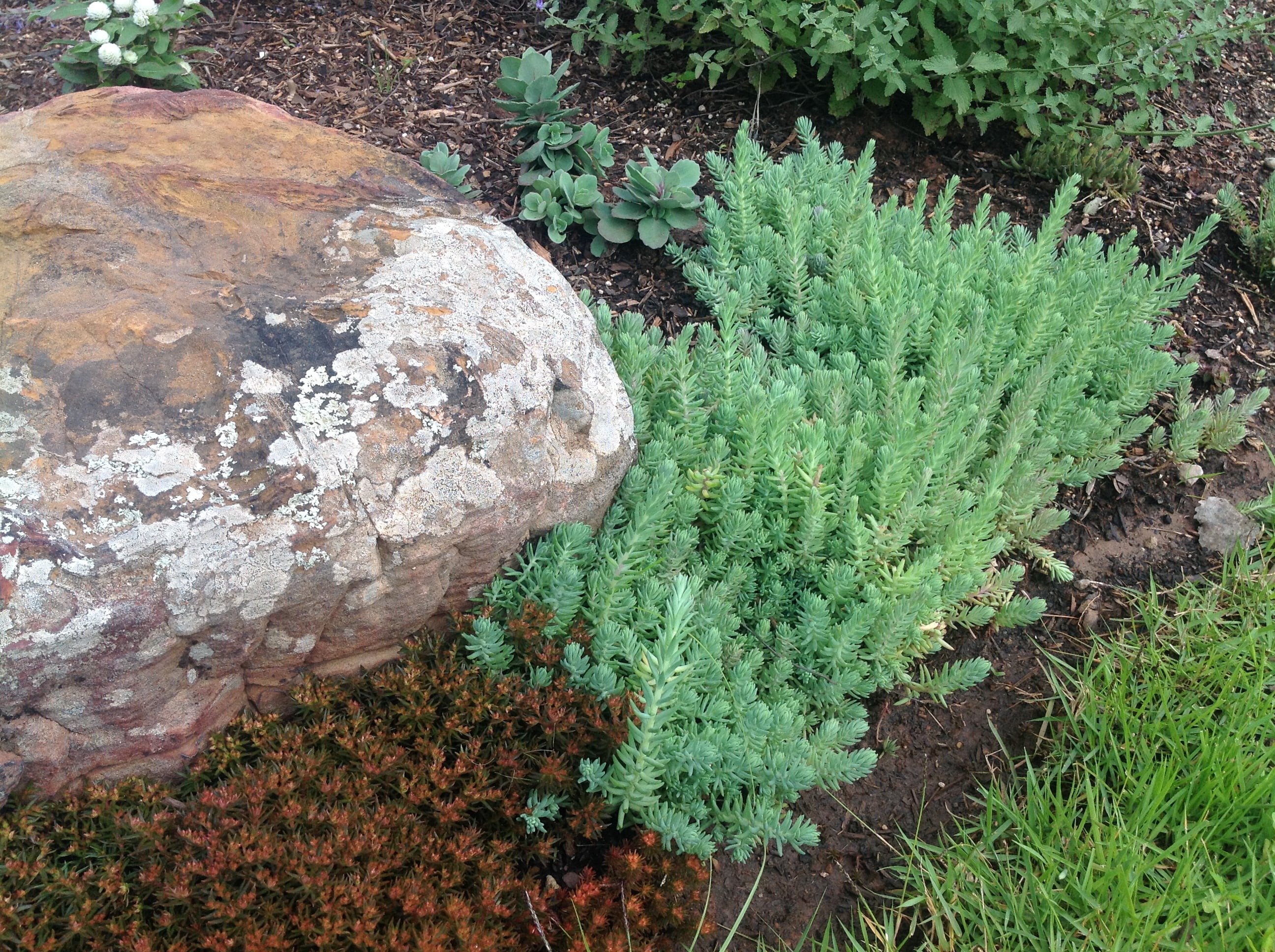 Expert Gardener Sedum Blue Green Spruce Perennial Plants Live Outdoor Spring, 1 PT