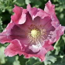 Poppy THE GIANT 500 Seeds Papaver somniferum Mother Nature's Seeds Non-GMO Fresh Flower Seeds