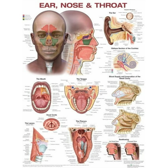 Ear, Nose, and Throat Anatomical Chart