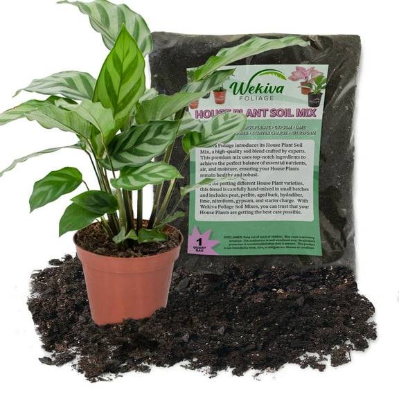 Calathea Freddie and Soil Mix Combo - Live Plant in a 4 Inch Pot with 1 Quart Houseplant Soil Mix - Calathea Concinna 'Freddie' with Custom Soil Blend