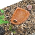 thumbnail image 2 of Plato de comida para reptiles de resina Unique Bargains, plato de comida para lagartos, tazón de agua para tortugas 4.72"x3.74"x0.98" Naranja, 2 of 6