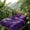 Purple, variant on Solid-color Diamond-quilted Thick Comforter, Made Of Smooth And Soft Fabric, Comfortable Breathable. Classic Square Quilting, Fits All Bed Types Matches Any Bedroom Decor.(Purple,King)