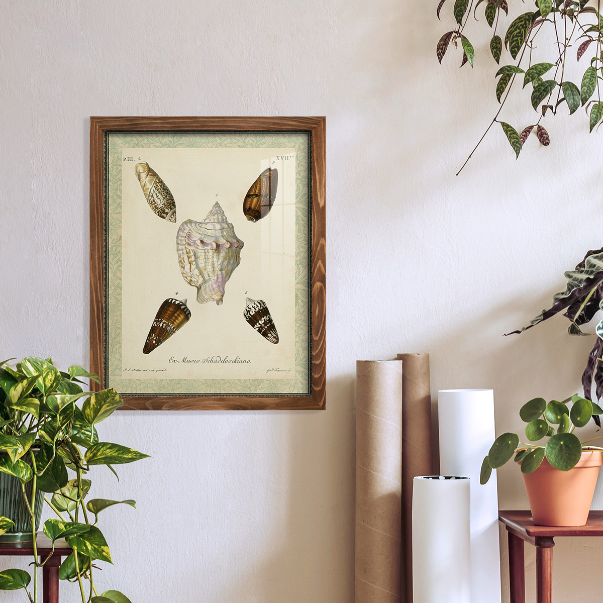 Bookplate Shells IV - Framed Print w/glass - Walnut
