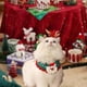 thumbnail image 1 of Collar de gato con babero de punto Yinane Ajustable S, 1 of 8