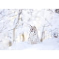 thumbnail image 3 of PhotoINC Studio 14x11 Black Modern Framed Museum Art Print Titled - Snow lynx, 3 of 5