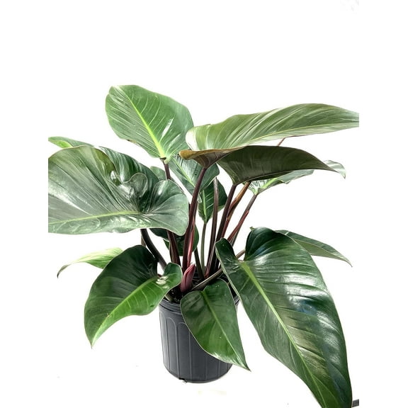 Philodendron Congo Rojo - Live Plant in a 10 Inch Growers Pot - Philodendron Rojo Congo - Beautiful Indoor Outdoor Air Purifying Houseplant