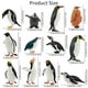 thumbnail image 2 of Set de 12 figuras de pingüinos Toymany, realistas, con cachorro de pingüino, 2 of 8