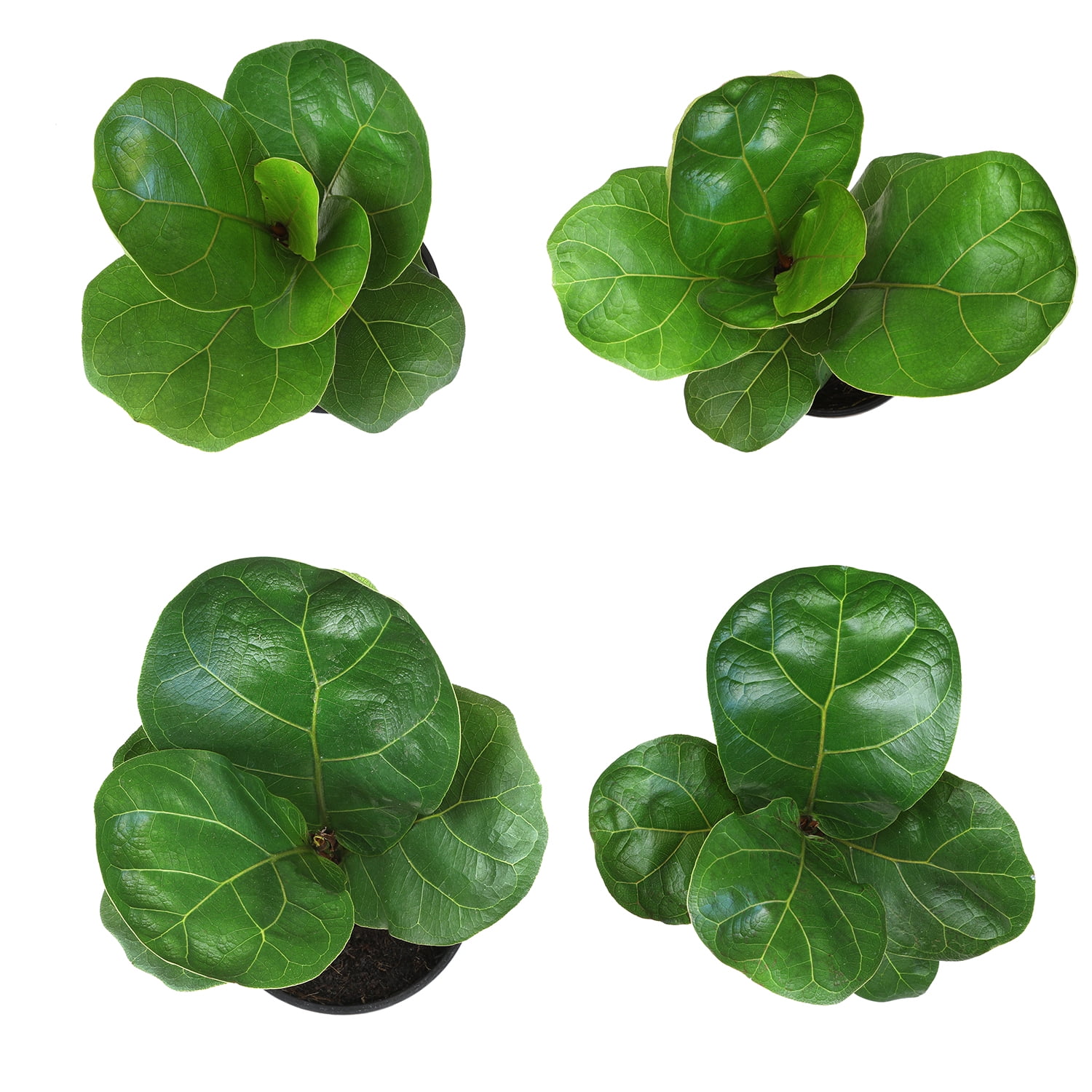 ELEMENT BY ALTMAN PLANTS 4 PACK OF 4.25" Ficus Lyrata Fiddle Leaf Fig Plant, House Plants Indoors Live Ficus Tree Live Plant, Fig Trees Live Plants Indoor Live Houseplants Fig Plants Live Planter Pot