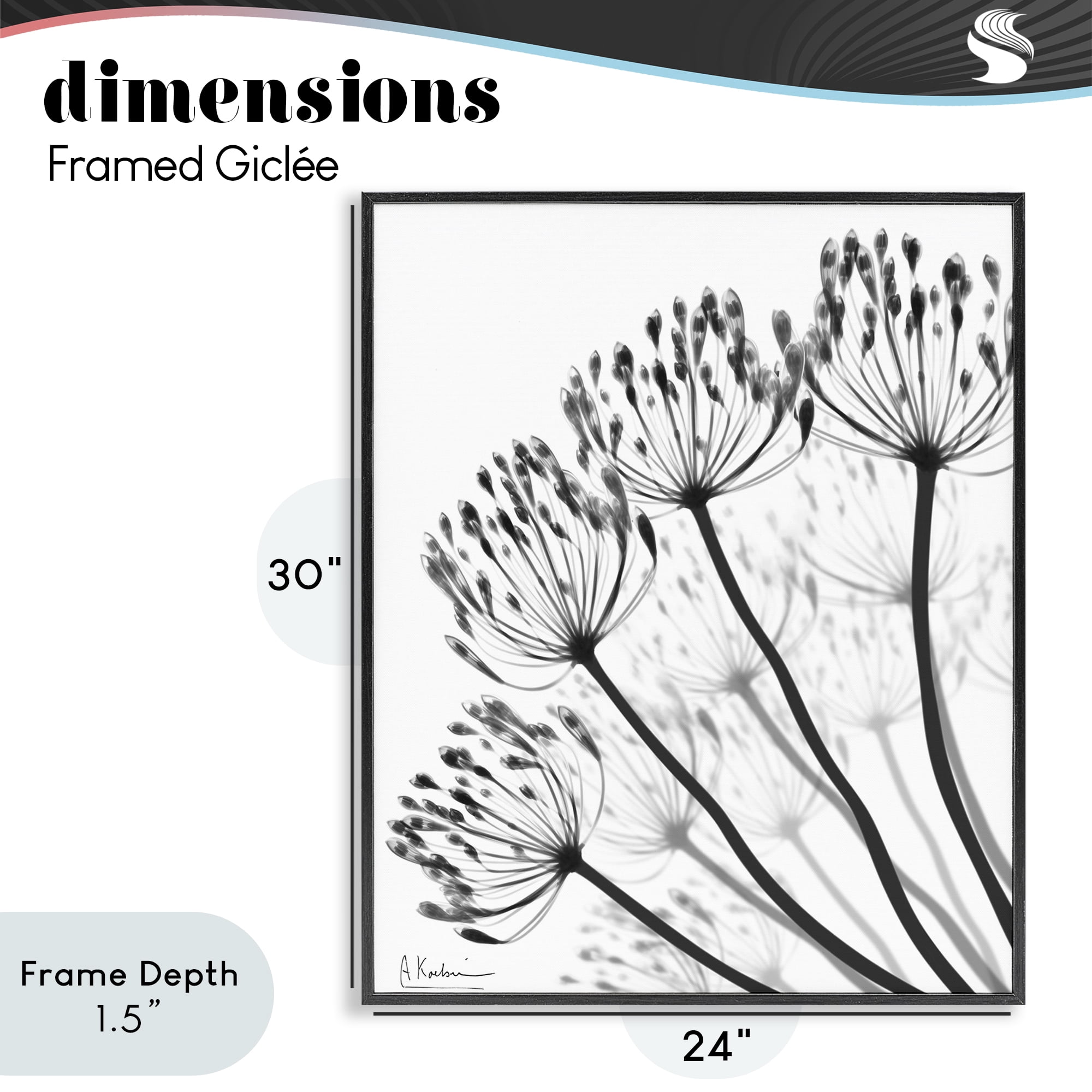 Stupell Industries Floral Fan Dandelions Black Framed Giclee Art, design by Albert Koetsier