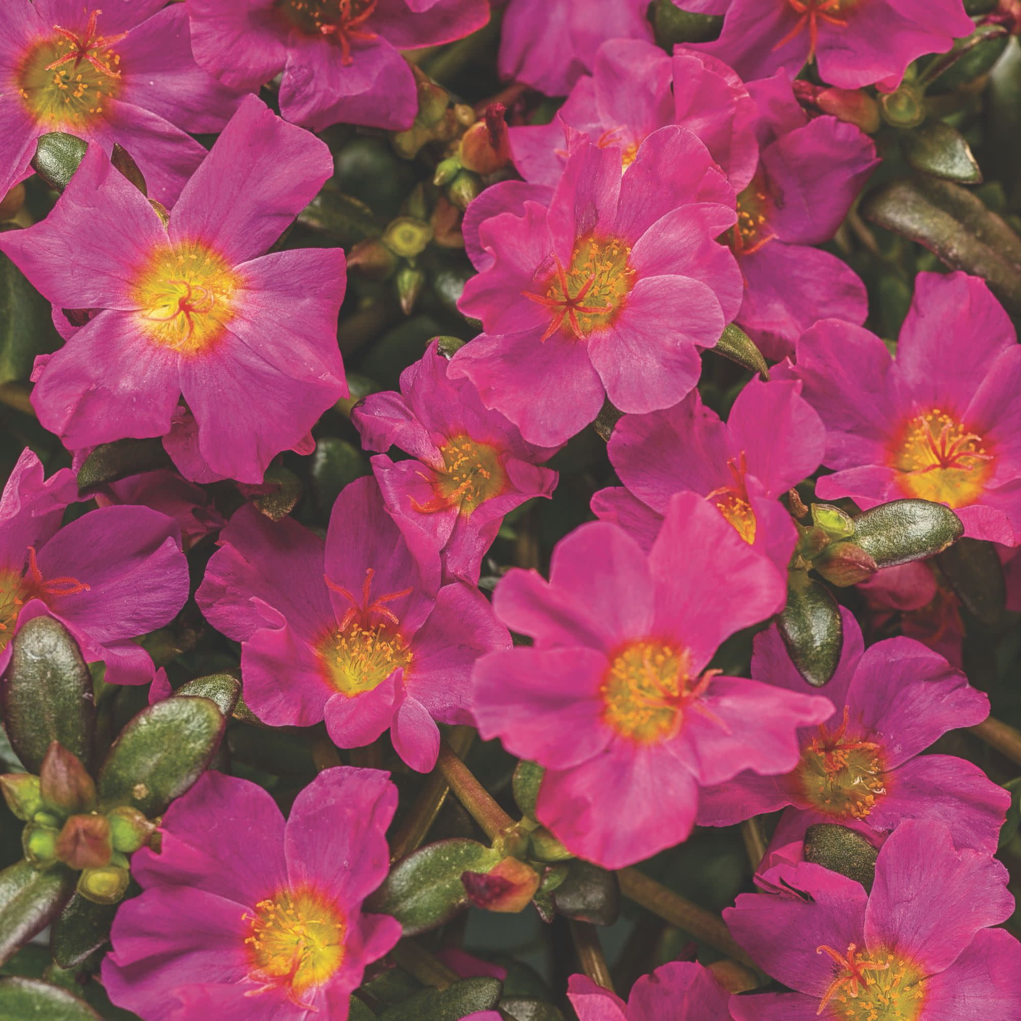 Proven Winners 4" Pink Mojave Fuchsia Purslane Live Plant in 4.25" Pot (4 Count)