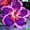 C, variant on Desert Rose, Low Maintenance - Easy Grow - Ideal for Beds Borders, Plant Pots & Planters