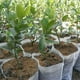 thumbnail image 5 of Herunwer 200Pcs Non-Woven Nursery Pots, Breathable 80x100mm Plant Starter Bags for Transplanting, 5 of 9