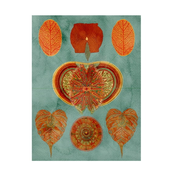 Trademark Fine Art giovanna nicolo Abstract Symmetry Canvas Wall Art
