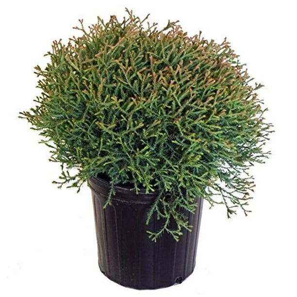 Mr. Bowling Ball American Arborvitae