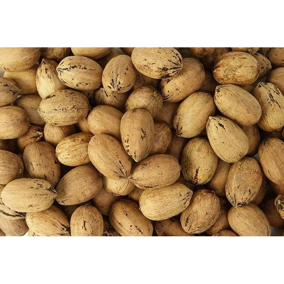 In Shell Pecans For Sale | Inshell