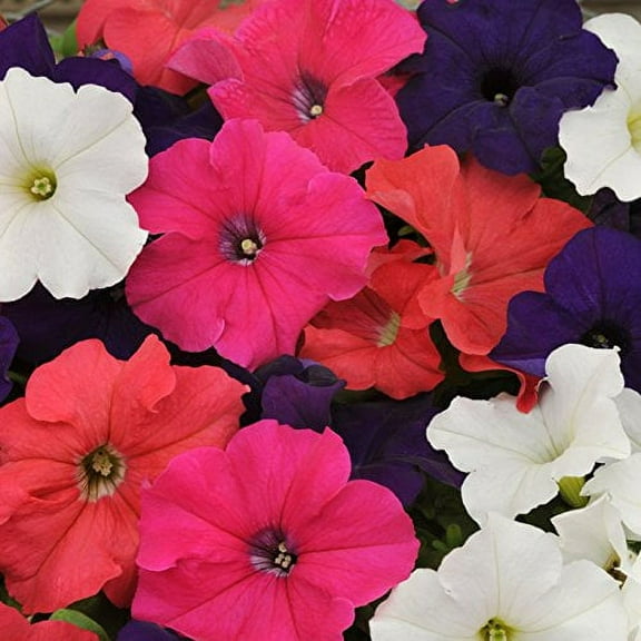 Outsidepride 5000 Petunia Hybrida Flower Seeds, Mixed Colors