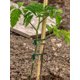 thumbnail image 2 of WDOplteas Fibras Acrílicas Cadena Jardín DIY Soporte Envoltura Caña Verde para Suministros Invernadero, 2 of 9